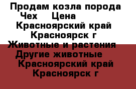 Продам козла порода Чех. › Цена ­ 8 000 - Красноярский край, Красноярск г. Животные и растения » Другие животные   . Красноярский край,Красноярск г.